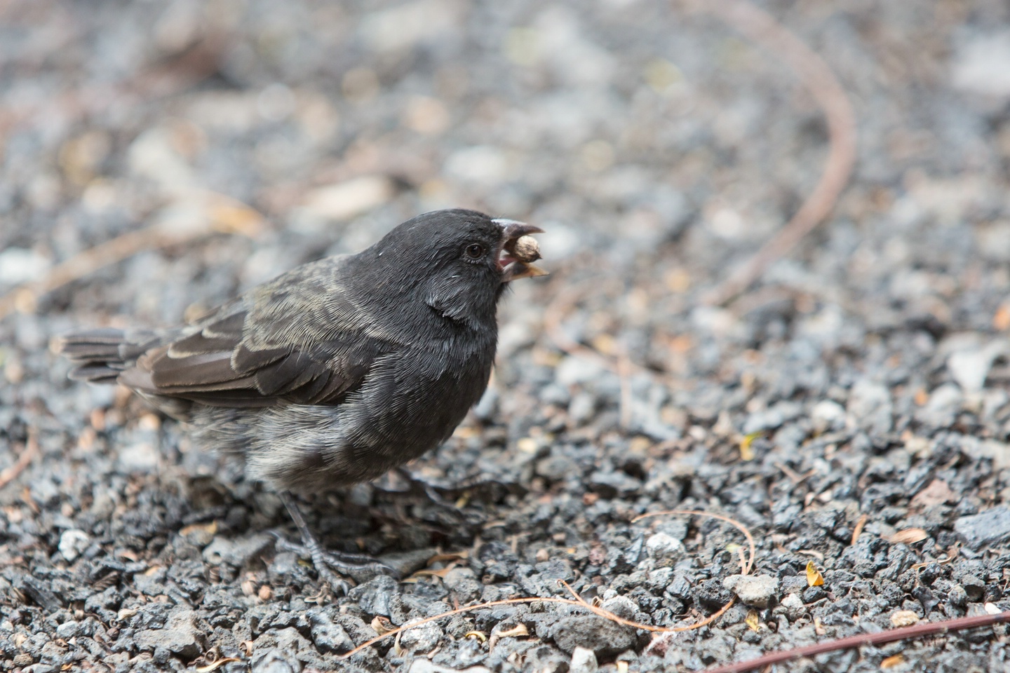 Kleingrundfink (Darwinfink)